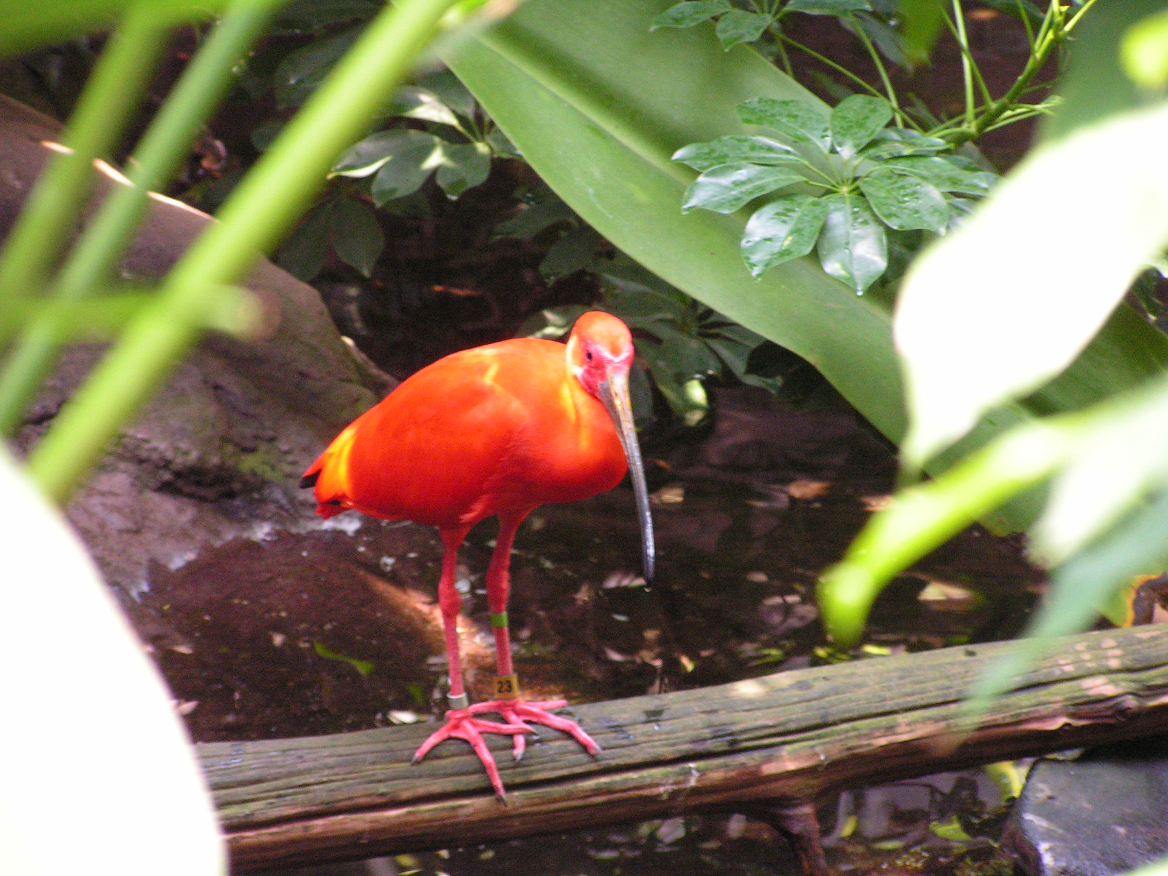 ./2006/EMMMS Zoo/PattieZooPics0024.JPG